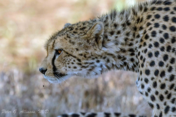 Sirikoi Lodge Sirikoi Lodge: Gepard auf Pirsch