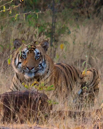 Svasara Jungle Lodge: Kankajhari Male