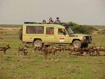 Ubuntu Migration Camp: Wildhundbegegnung
