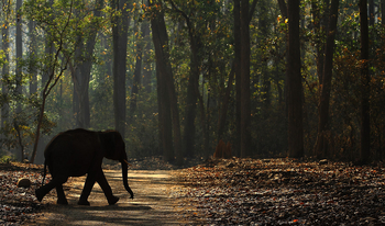 Vanghat: Elefantenbaby