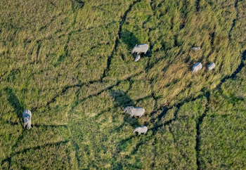 Wilderness Mokete Camp: Elefanten Luftbild