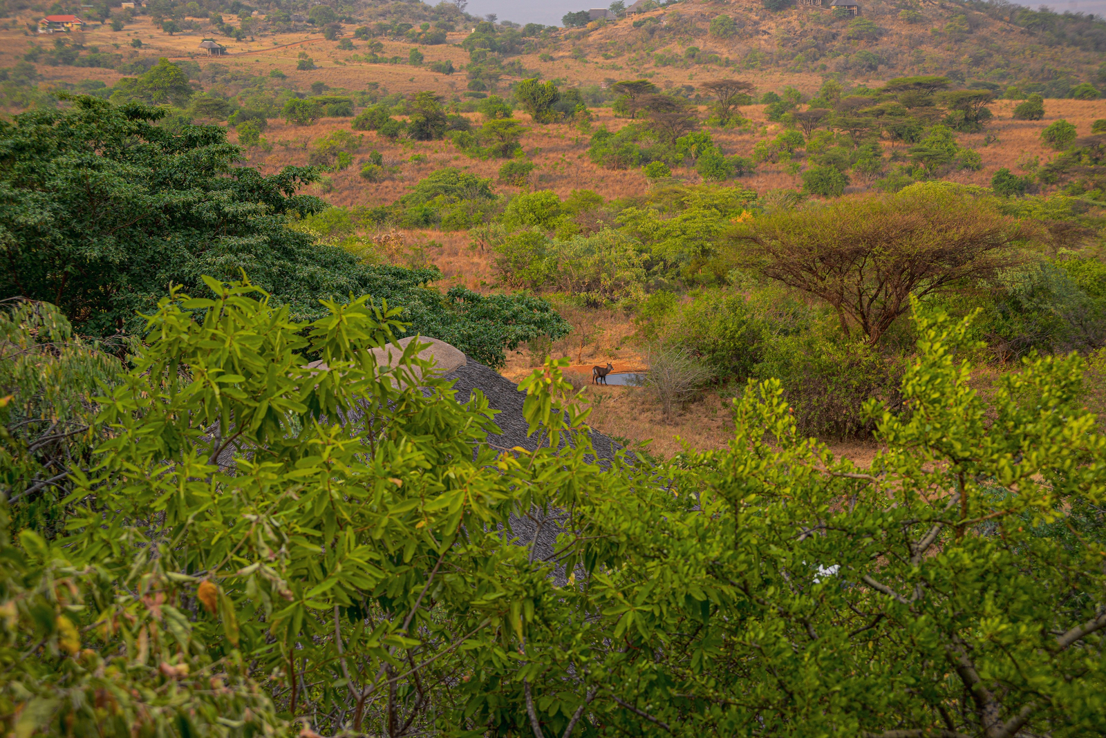 Adere Safari Lodge Adere Safari Lodge: Wasserloch