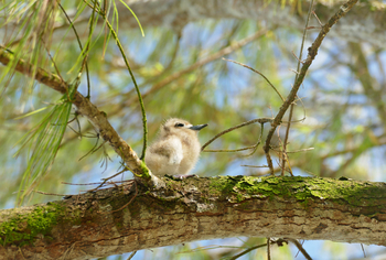 Alphonse Island Lodge: Seeschwalbenästling
