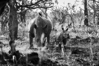 Anyadwe House: ZIWA Rhino Sanctuary