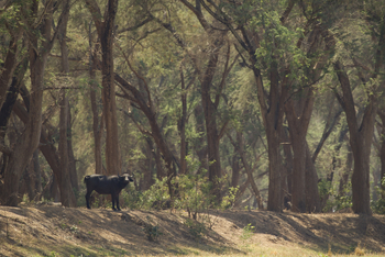 Classic Zambia Safaris Classic Zambia Safaris: Büffel im Galeriewald