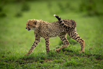 Cottar's 1920s Safari Camp: Cheetah Cub