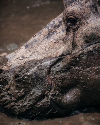 Elewana Lodo Springs: Nilpferd im Schlamm