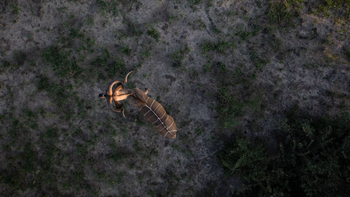 Gham Dhao Lodge Gham Dhao Lodge: Kudu