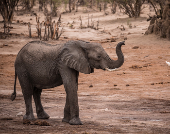 Ghoha Hills Savuti Lodge Ghoha Hills Savuti Lodge: Junger Elefant