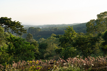 Gibb's Farm: Ausblick aus dem Garten mit Blumen