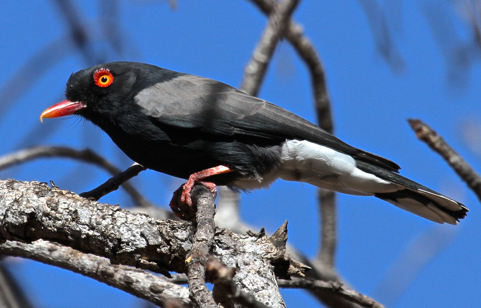 Gorges Lodge Gorges Lodge