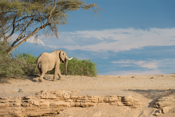 Hoanib Skeleton Coast Camp: Elefant