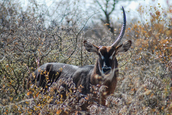 Kalahari Bushbreaks: Unicorn Wasserbock