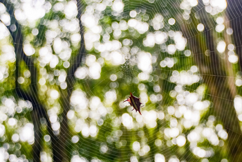 Koroi Forest Camp: Stachelspinne