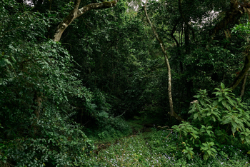 Koroi Forest Camp: Waldgebiet