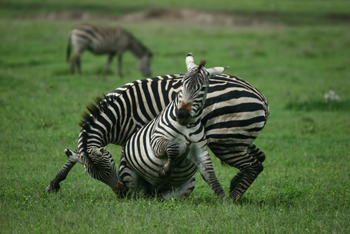 Legendary Mwiba Lodge: Zebrakampf