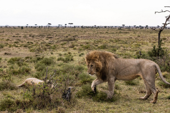 Mahali Mzuri: Löwenpaar