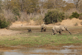 Molori Mashuma: Elefanten im Sumpf