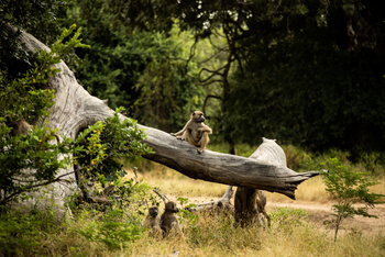 Molori Mashuma: Pavianfamilie