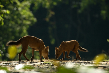 Musa Jungle Retreat Musa Jungle Retreat: Neugierige Wildhunde