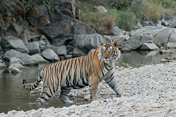 Nahargarh: Tiger am Teich