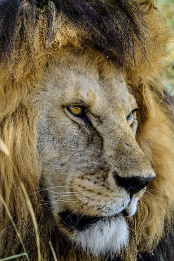 Naona Moru Camp: Alter Löwe