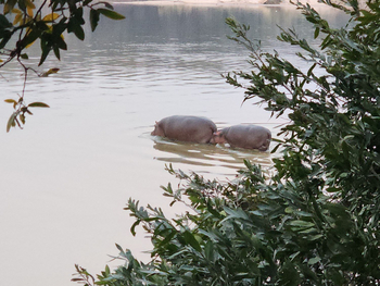 Ngepi Camp: Nilpferde