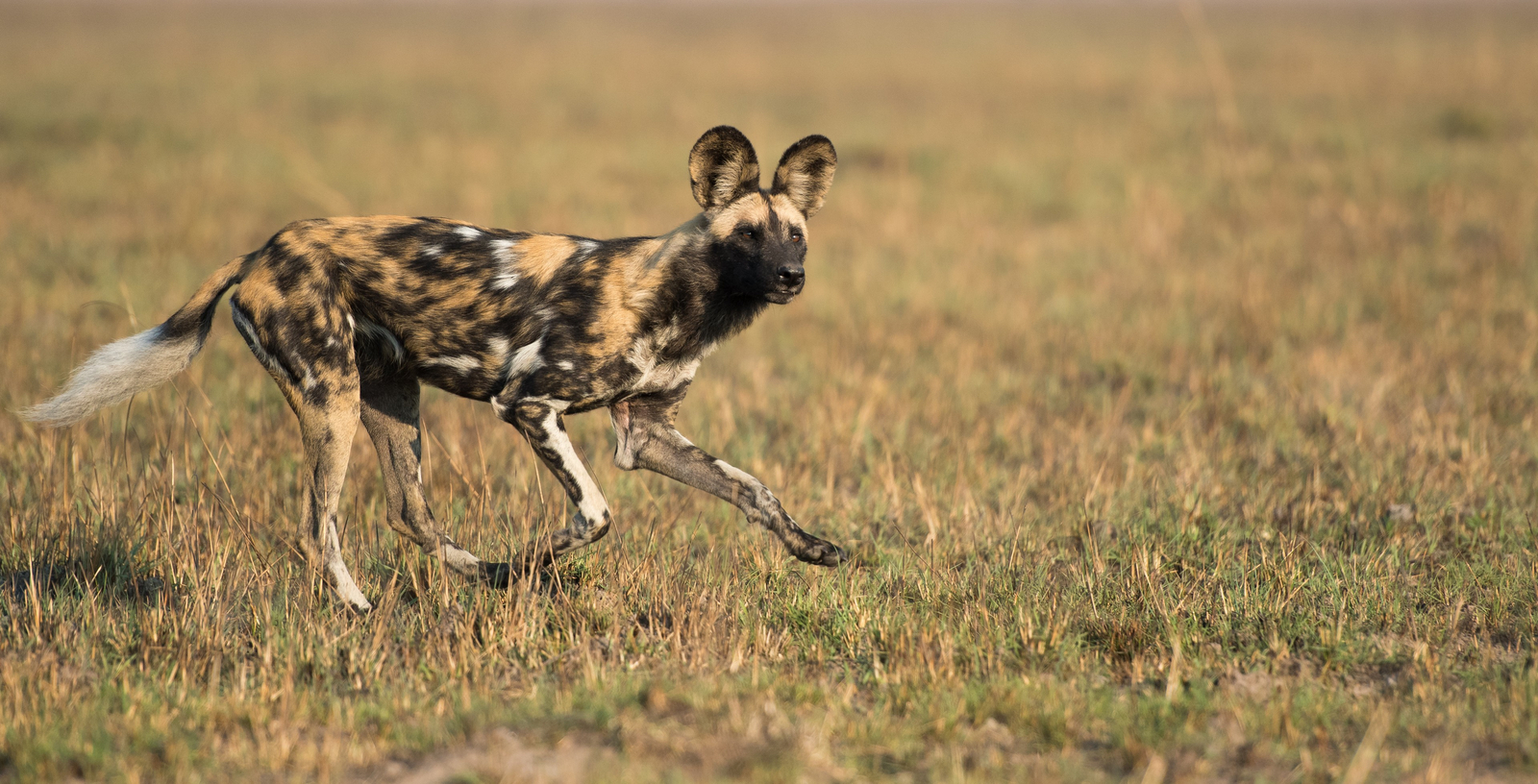 Ntemwa Busanga Bushcamp Ntemwa Busanga Bushcamp: Wildhund