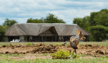 Nxai Pan Camp: Schakal vor dem Hauptgebäude