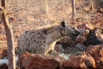 Okutala Lodge: Hyäne beim Bad