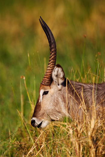 Okuti Camp: Wasserbockportrait