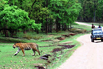 Pench Jungle Camp: Tiger am Waldrand