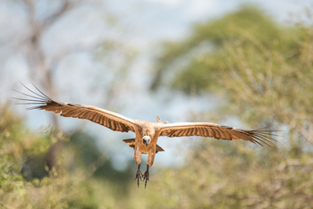 Royal Zambezi Lodge: Vulture