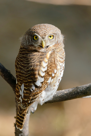 Sable Alley Camp: Scops Owl