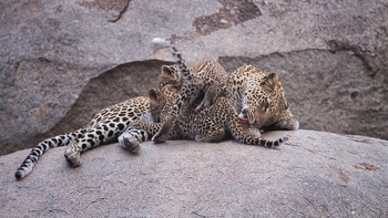 Serian Serengeti Lamai: Leopardenfamilie