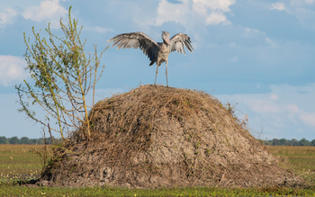Shoebill Island Camp Shoebill Island Camp: Schuhschnabel auf Erdhaufen