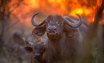 Tanda Tula Safari Camp: Büffel
