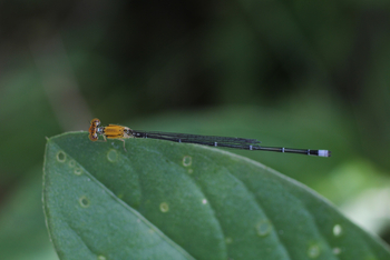 Tathastu Resort Pench: Three-lined Dart