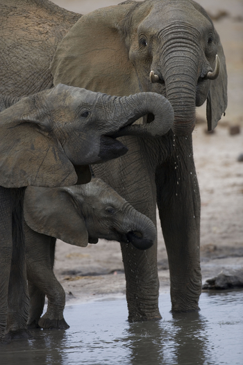The Hide: Trinkende Elefanten