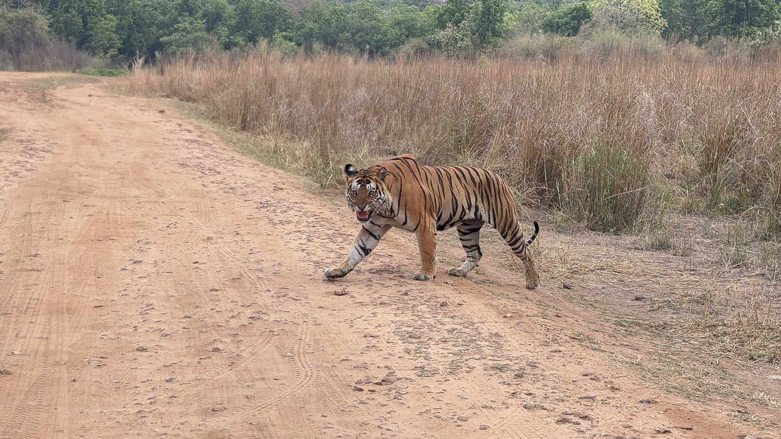 The Oberoi Vindhyavilas Wildlife Resort The Oberoi Vindhyavilas Wildlife Resort: Tiger Bajrang