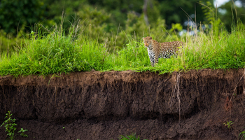 Time + Tide South Luangwa Time + Tide South Luangwa: Leopard