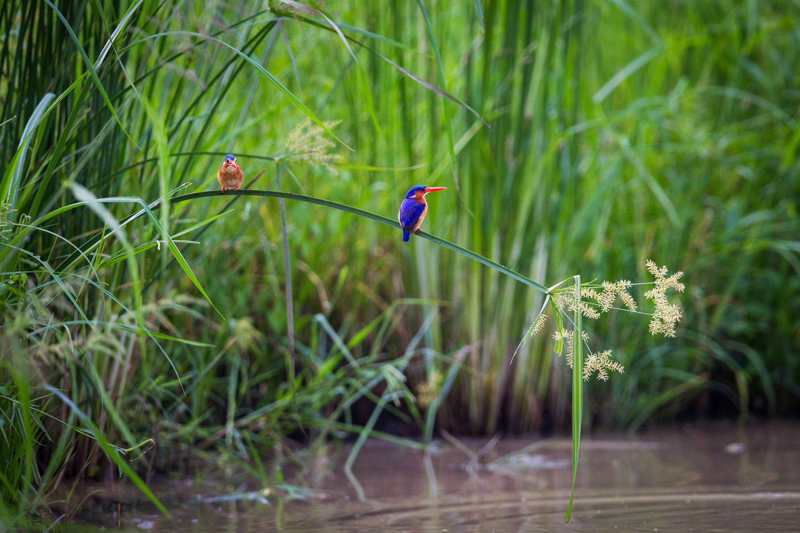 Time + Tide South Luangwa Time + Tide South Luangwa: Malachite Kingfishers