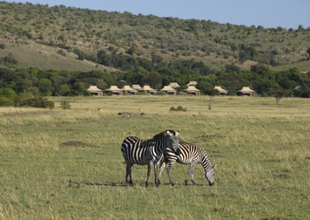 andBeyond Kichwa Tembo Tented Camp: Zebras vor dem Camp