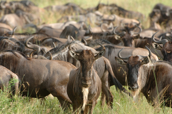 andBeyond Serengeti under Canvas: Gnu