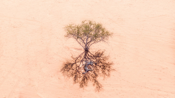 Bagatelle Kalahari Game Ranch: Geparden im einzigen Schatten