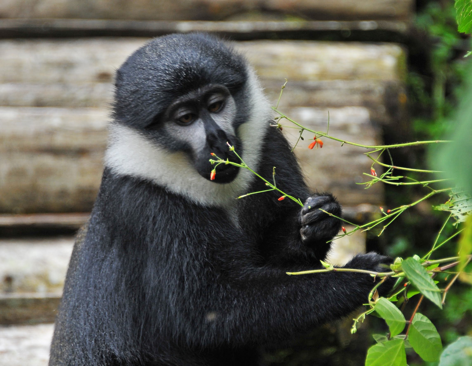 Buhoma Lodge Buhoma Lodge: L'Hoest Monkey