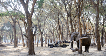 Old Mondoro Camp: Cathedral Forest