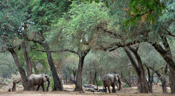 Old Mondoro Camp: Elefanten im Ebony Forest