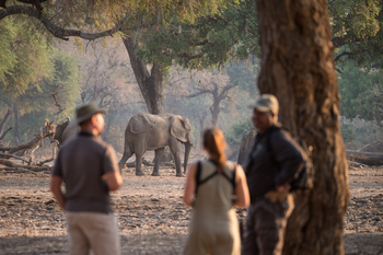 Chikwenya Camp Chikwenya Camp: Elefant unter Baum