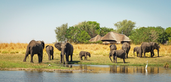 Chobe Savanna Lodge: Elefanten vor der Lodge